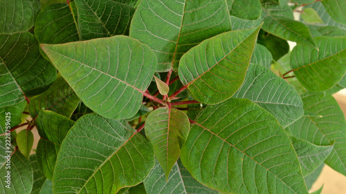 Green poinsettia leaves with red veins and new growth