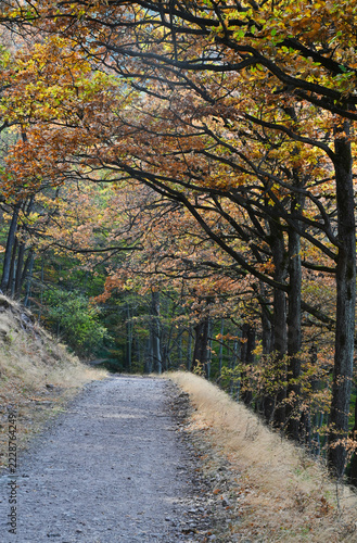 deciduous forest in fall. perspective view. bark textured tree trunks. dusty gravel road. foot path and track. subtle light shining through the trees. nature and outdoor concept. beauty in nature