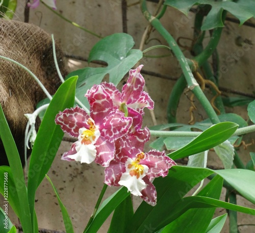 pink orchid flower