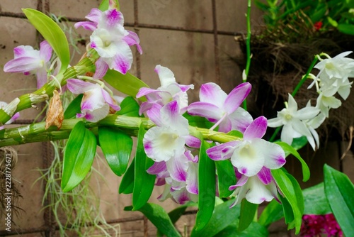 pink flowers in a garden,orchiden