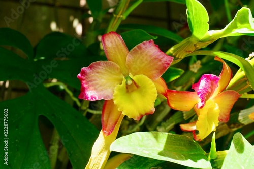 pink orchid flower