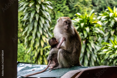 Canvas Print Long-tailed macaque Macaca fascicularis mother nursing infant baby in Bukit Lawa