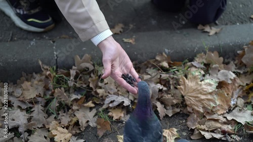 Close-up of a hand offering sunflower seeds to pigeons amid dry autumn leaves on outdoor ground.