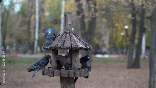Pigeons eat food from a rustic wooden bird feeder amid colorful autumn trees in a peaceful park.
