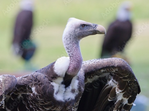 Rüppell's vulture (Gyps rueppelli)