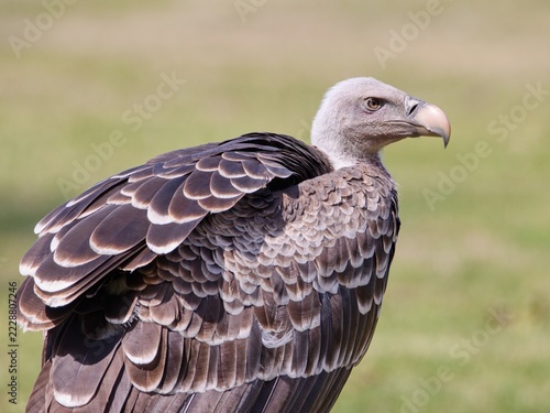 Rüppell's vulture (Gyps rueppelli)