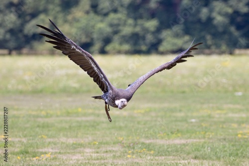 Rüppell's vulture (Gyps rueppelli)