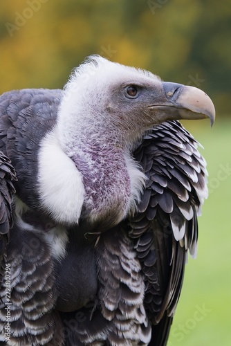 Rüppell's vulture (Gyps rueppelli)