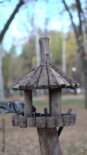 Pigeons gather on a rustic wooden bird feeder in a peaceful autumn park with soft bokeh trees in the background.