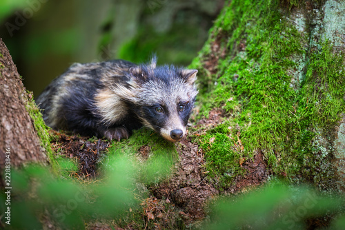 Close-up Portrait of a Wild Canid with a Masked Face