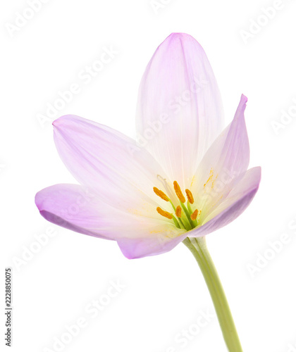 Beautiful violet crocus flower isolated on white