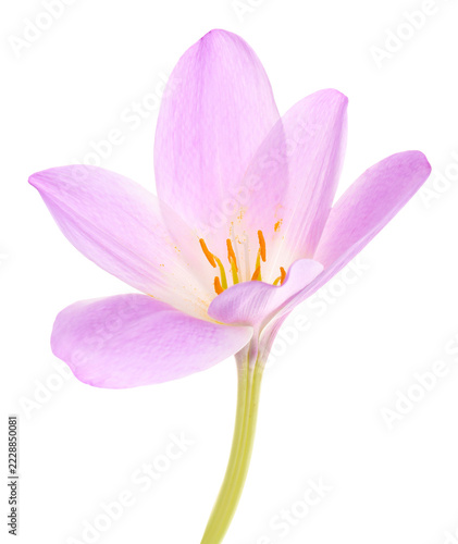Beautiful violet crocus flower on transparent background
