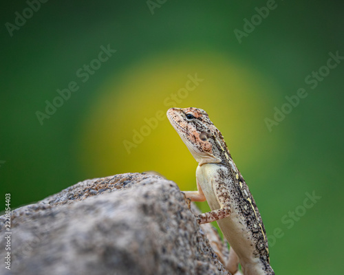 Peninsular Rock Agama or South Indian Rock Agama at Hampi, Vijaynagar, India