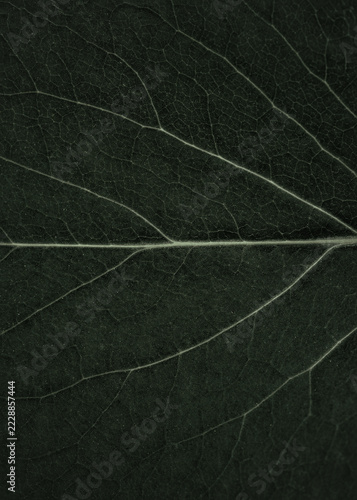 Macro photo of green leaf texture with detailed veins
