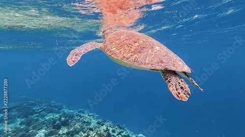 Green Sea Turtle swimming through the blue tropical waters of Lombok, Indonesia, above the coral reef