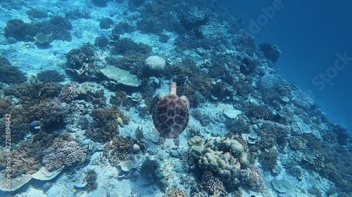 Green Sea Turtle swimming through the blue tropical waters of Lombok, Indonesia, above the coral reef