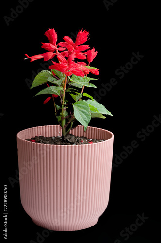 Red scarlet sage Salvia splendens blooming plant growing in a pink ribbed plastic pot isolated against a solid black background