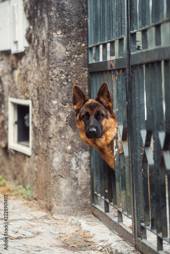 A dog looking at the camera through the fence