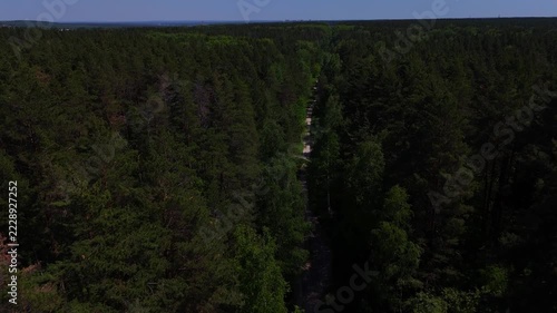 A treetop flight over a narrow forest road running through a pine forest on a sunny summer day. Pine forest, Novosibirsk, Russia.