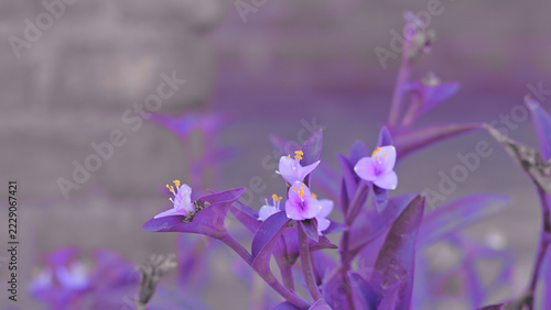Vibrant Purple Heart plant (Tradescantia pallida) featuring delicate three-petaled violet flowers with bright yellow stamens blooming in a lush natural garden setting.