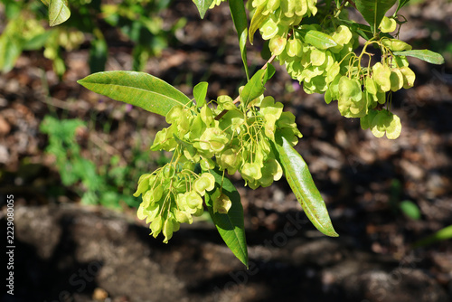 Clusters of translucent green papery seed capsules growing on the branches of a native Australian hop bush shrub