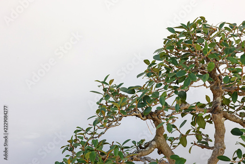 Intricate branches and small green leaves of an artistic bonsai tree against a plain white background with ample copy space