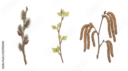 Three Spring Tree Twigs with Buds Featuring Fuzzy Pussy Willow Fresh Birch Leaves and Dangling Hazel Catkins Isolated on Transparent Background