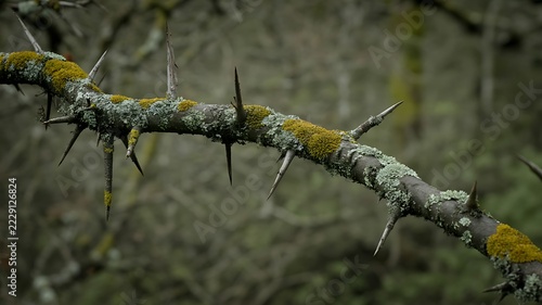 Gnarled thorny tree branch covered in moss