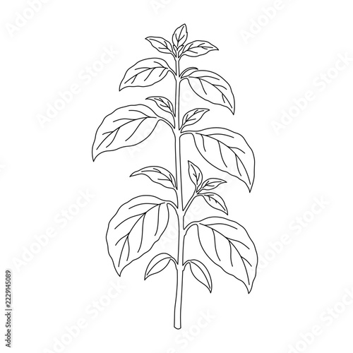Sweet Basil Plant (Ocimum basilicum) Botanical Line Art Vector Illustration