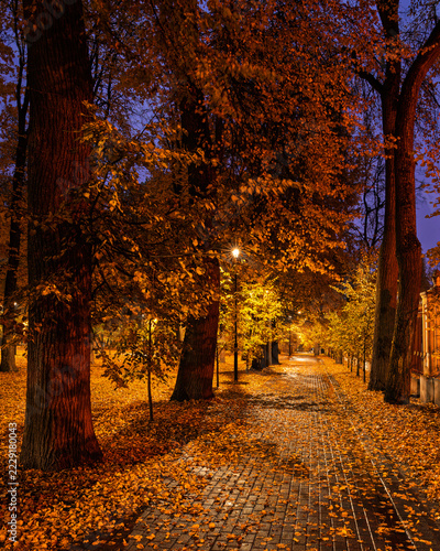 Paved pathway illuminated by streetlights in autumn park at dusk, surrounded by trees with colorful fallen leaves. Serene evening outdoor scene for calm mood.