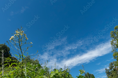 秋の晴れた青空と雑草が多い茂る丘