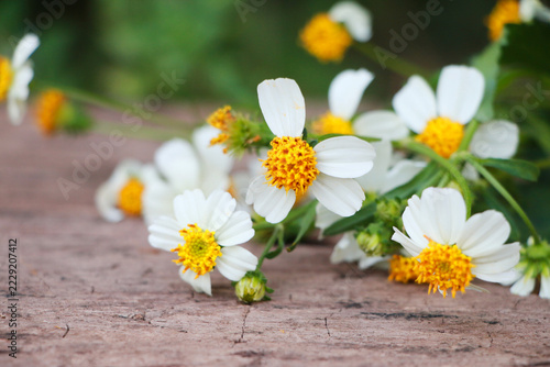 Beautiful cosmos flowers in white and yellow tones on weathered wood, minimalist botanical backdrop for nature-inspired designs.