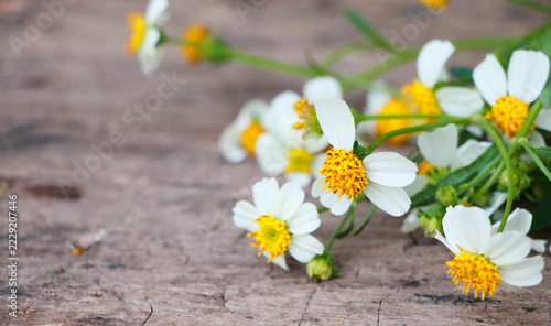 Fresh white and yellow cosmos blooms on rustic timber, botanical background with delicate petals and warm natural textures.