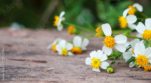 Yellow and white cosmos flowers arranged on an old wooden surface, charming floral backdrop with a countryside feel.