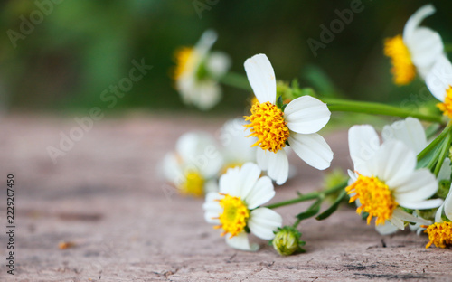White cosmos flowers with golden yellow centers scattered across aged wood, fresh botanical background, rustic elegance.