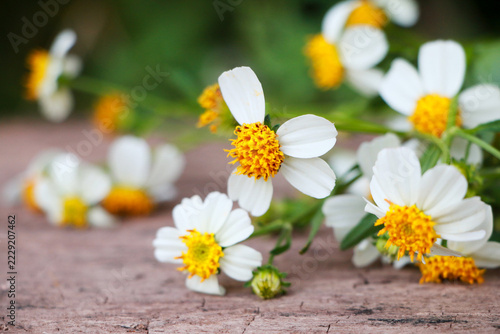Delicate white and yellow cosmos blossoms on weathered wooden boards, rustic floral backdrop with soft natural beauty.