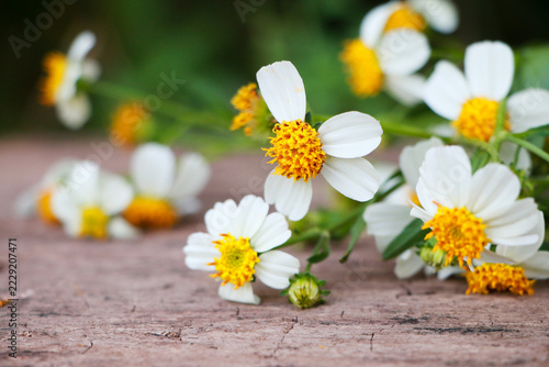 White and yellow cosmos flowers arranged on rustic old wood, creating a fresh botanical background with natural charm.