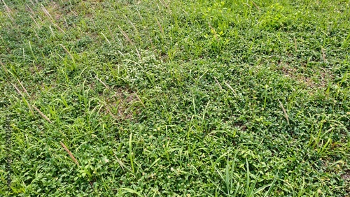 n overhead, close-up view of a lush, overgrown field or grassy patch filled with a dense mix of green plants, weeds, and tall wild grasses