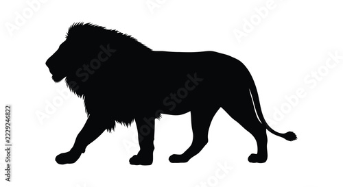 A majestic male lion walks forward in black silhouette