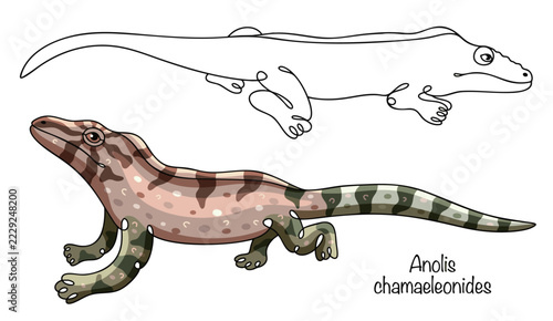 Anolis chamaeleonides
