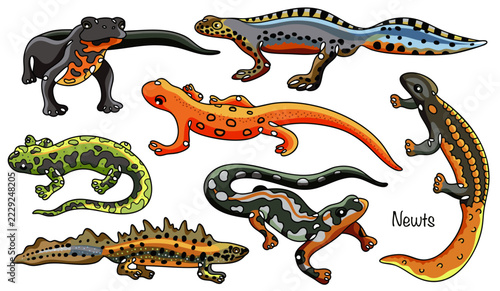 Newts