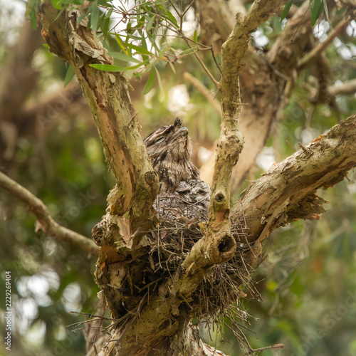 Tawny Frogmouth with Chic photographed at Boondall Wetlands in Brisbane, Queensland.