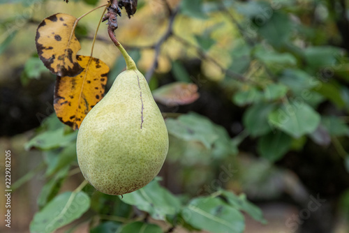 Organic Pear with Yellow Autumn Leaves and Copy Space
