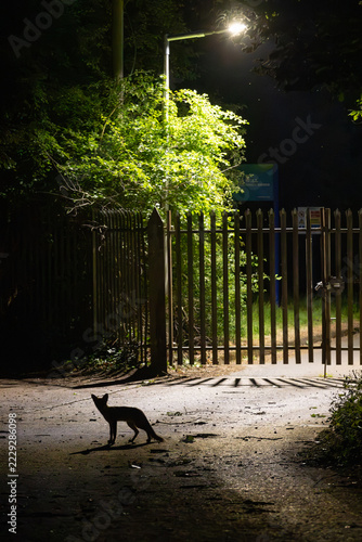 Silhouette of a Fox stood in front of a factory gate and street light at night. England, UK. 