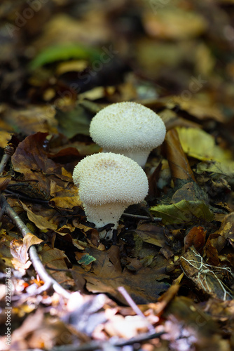 Close up of Common Puffball Mushrooms on a forest floor during autumn, England, UK.