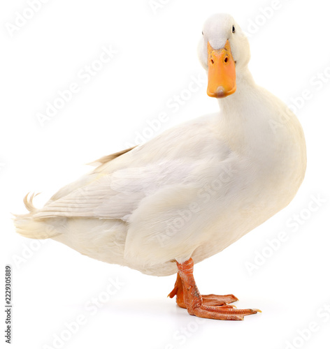 white duck Anas platyrhynchos domestica standing front view isolated on white background