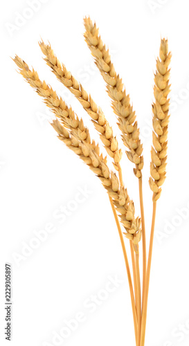 golden ripe wheat ears Triticum aestivum isolated on white background
