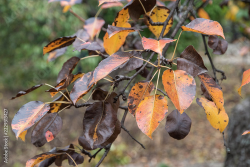 Autumn Pear Tree Leaves in Orange and Brown