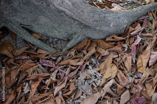 Fotografie Close-up of exposed tree roots entwined with a carpet of fallen dry leaves on th
