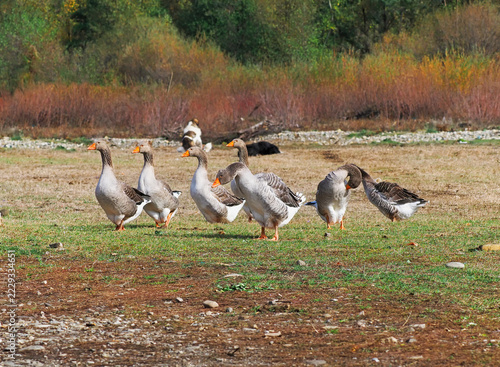 A flock of domestic geese grazing on a pasture near a village in Europe, with two dogs standing guard near the woodland edge.